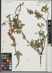Foto von Salix saxatilis Turcz. ex Ledeb.